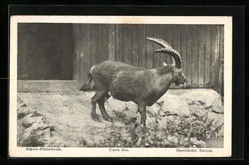 AK Wien, Alpen-Steinbock im Tiergarten Schönbrunn