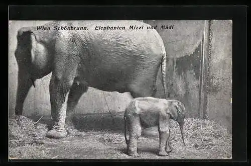 AK Wien, Tierpark Schönbrunn, Elefantenmutter Mizzi mit ihrem Jungen Mädi