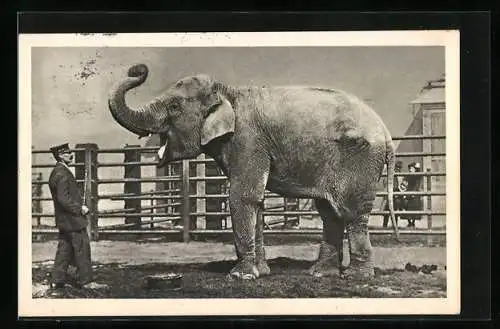 AK Wien-Schönbrunn, Indischer Elefant und sein Pfleger im Tiergarten