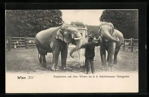 AK Wien, Elefanten mit dem Wärter im k. k. Schönbrunner Tiergarten