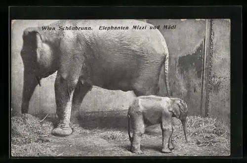 AK Wien, Tierpark Schönbrunn, Elefantenmutter Mizzi mit ihrem Jungen Mädi