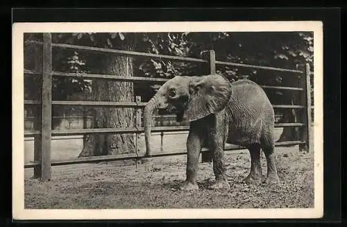 AK Wien-Schönbrunn, Tiergarten, Afrikanischer Elefant im Freigehege