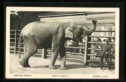 AK Wien, Indischer Elefant im Schönbrunner Zoo