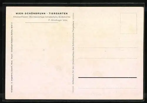 AK Wien-Schönbrunn, Ameisenbär im Tiergarten