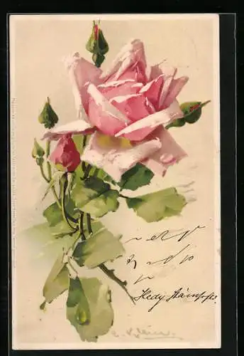 Künstler-AK Catharina Klein: Rosa Rose mit Knospen und grünen Blättern