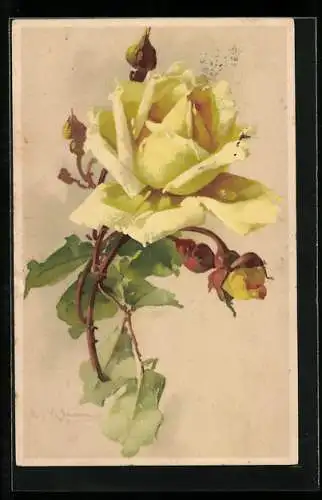 Künstler-AK Catharina Klein: Gelbe Rose mit Knospen und grünen Blättern