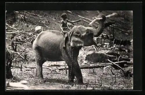 AK Ceylon, Tame Elephant clearing Jungle