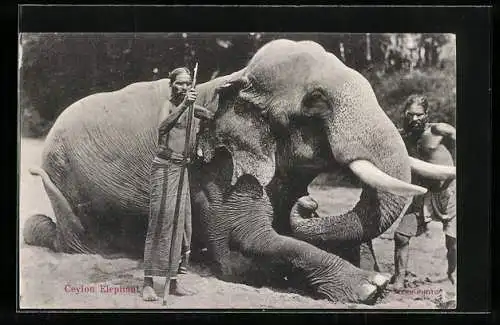 AK Ceylon Elephant, Indischer Elephant und Führer