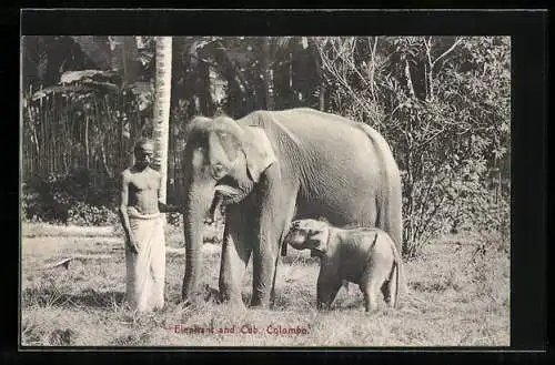 AK Colombo, Elefant mit Jungem