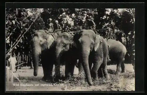 AK Ceylon, Wild Elephants just captured, Just gefangende Wild-Elefanten