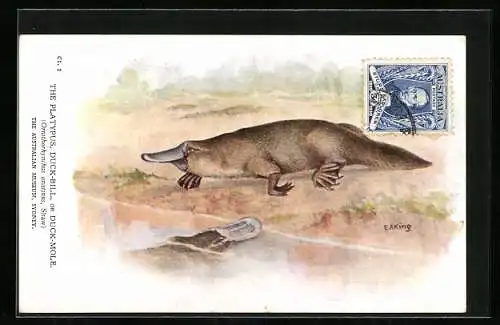 AK Sydney, The Australian Museum, The Platypus, Duck-Bill or Duck-Mole, Ornithorhynchus anatinus, Shaw