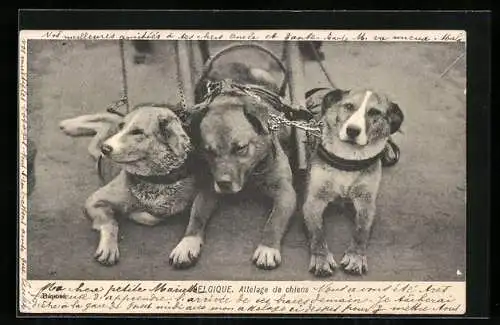 AK Hundegespann in der Pause