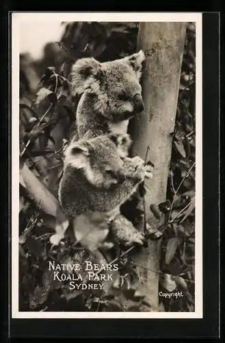 AK Sidney, Koalas im Koala Park