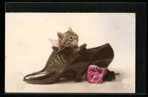 AK Katze in einem Schuh sitzend