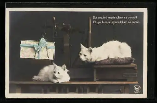 AK Geburtstagskarte mit zwei weissen Katzen