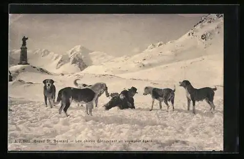 AK Grand St. Bernard, Ansicht eines im Schnee liegenden Mannes von Bernhardinern umringt