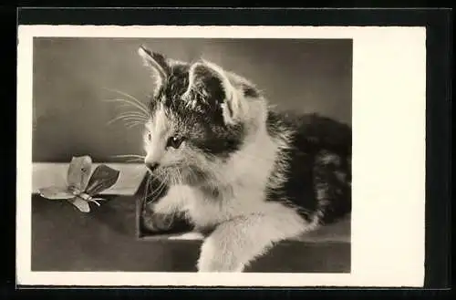 AK Katze schaut auf einen falschen Schmetterling