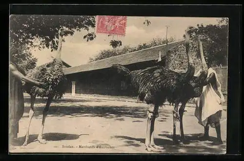 AK Strausse in einem Gehege