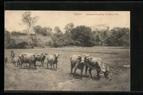 AK Ceylon, Kuhgespanne beim Pflügen