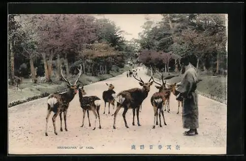 AK Nara, Sikahirsche in einem Park