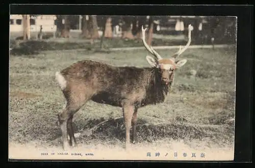 AK Nara, Hirsch am Kasuga Schrein