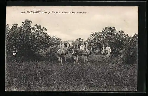 AK Marrakech, Strausse sehen sich aufmerksam um