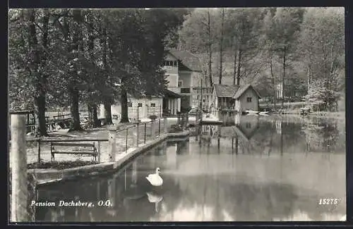 AK Prambachkirchen /O.-Ö., Pension Dachsberg mit Schwan am Ufer