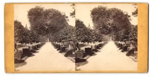 Stereo-Fotografie unbekannter Ort, Weg in einem Schlosspark mit Orangenbäumen in Kübeln