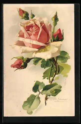 Künstler-AK Catharina Klein: Rose mit Knospen und grünen Blättern