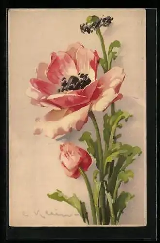 Künstler-AK Catharina Klein: Rosa Anemone in voller Blüte