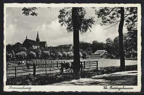 AK Braunschweig, Vor Riddagshausen mit weidenden Kühen