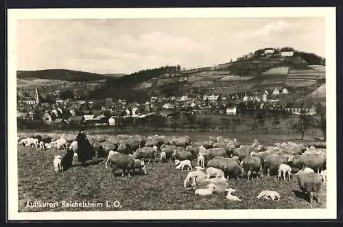 AK Reichelsheim i. O., Schafherde vor der Ortschaft