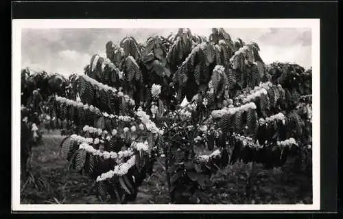 Foto-AK Casimir Zagourski, Blühender Kaffeebaum