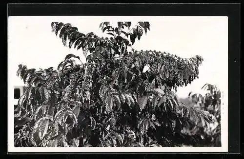 Foto-AK Casimir Zagourski, Ein Kaffeebaum mit Früchten