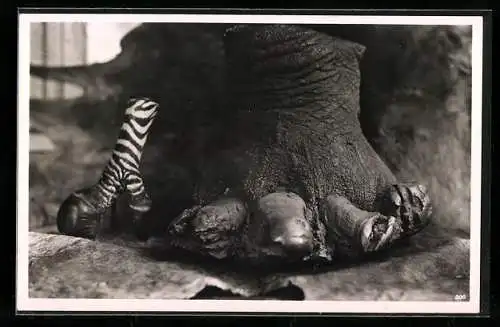 Foto-AK Casimir Zagourski, Kénia, Tusk-Disease of the Elephant, Elefantenfuss und Zebrafuss, Jagdbeute