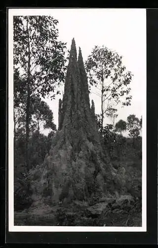 Foto-AK Casimir Zagourski, Ein Termitenhügel