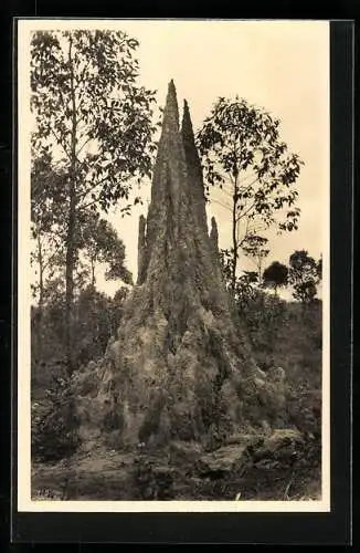 Foto-AK Casimir Zagourski, Termitière, Termitenhügel