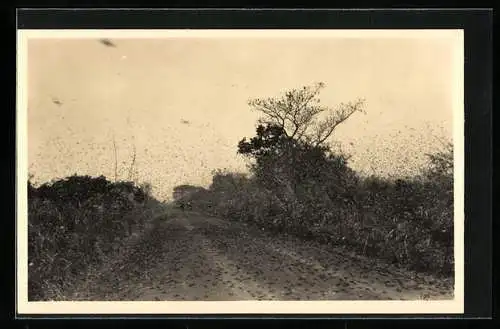 Foto-AK Casimir Zagourski, Kongo, Invasion de sauterelles