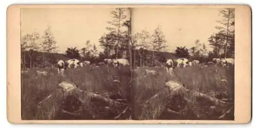 Stereo-Fotografie Rinder / Fleckvieh beim Grasen auf einer Weide