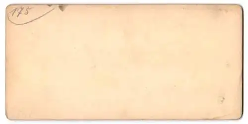 Stereo-Fotografie Rinder / Fleckvieh beim Grasen auf einer Weide