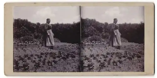 Stereo-Fotografie Pius Straub, Furtwangen, Frau des Fotografen Pius Straub bei der Feldarbeit