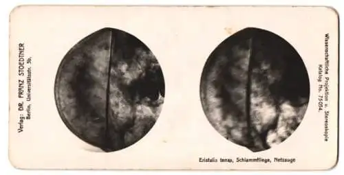 Stereo-Fotografie Dr. Franz Stoedtner, Berlin, Makroaufnahme vom Netzauge einer Schlammfliege, Eristalis tenax