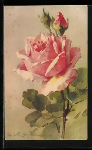 Künstler-AK Catharina Klein: Rosa blühende Rose mit Knospen