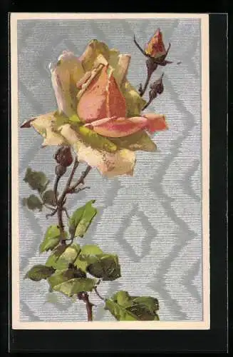 Künstler-AK Catharina Klein: Gelb-rosa Rose mit Knospen vor ornamentalem Hintergrund