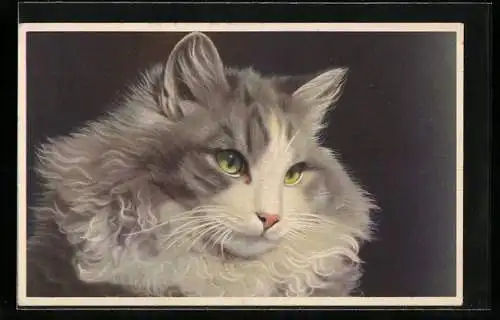 AK Portrait einer grau-weissen Katze