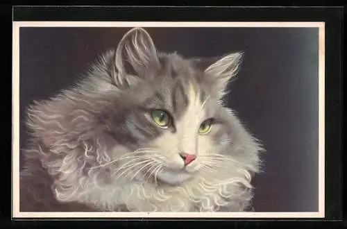 AK Portrait einer grau-weissen Katze