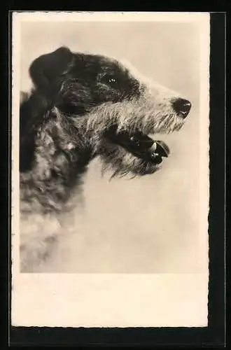 AK Hechelnder Terrier