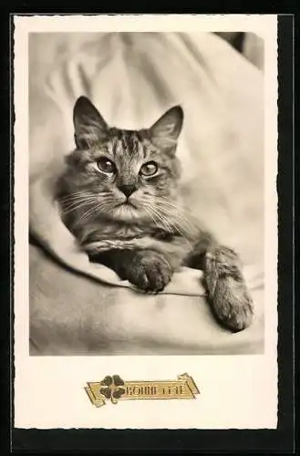 AK Katze in eine Decke eingewickelt