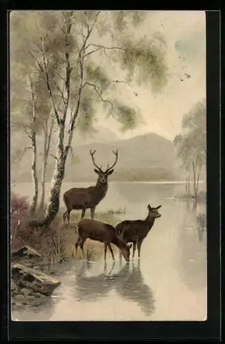Künstler-AK Meissner & Buch (M&B) Nr. 1229: Wald-Idyll, Rehe am Fluss