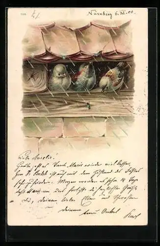 AK Sperlinge stellen sich vor dem Regen unter